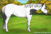Horse Color:Black Splash Tobiano Frame Rabicano