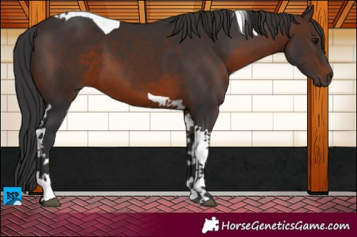 Horse Color:Brown Tobiano 