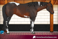 Horse Color:Brown Tobiano 