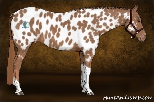 Horse Color:Chestnut Tobiano Near Leopard