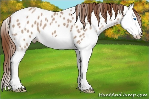 Horse Color:Red Dun Splash Near Leopard 