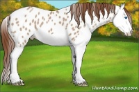 Horse Color:Red Dun Splash Near Leopard 