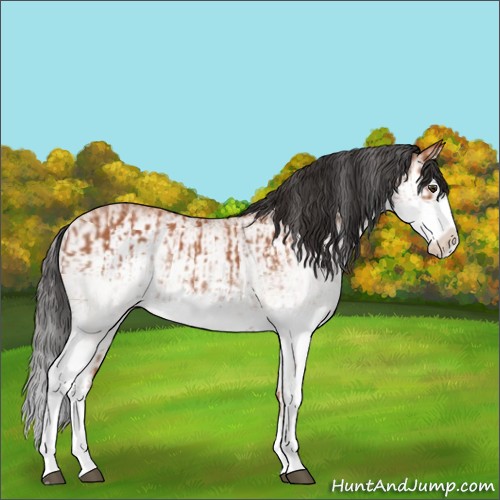 Horse Color:White Spotted Bay Splash  and White Spotted Bay Splash 