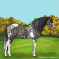Horse Color:Black Splash Tobiano Frame  and Grullo Splash Tobiano Frame 
