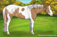 Horse Color:Chestnut Splash Tobiano Appaloosa 