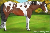 Horse Color:Bay Splash Tobiano Blanket 