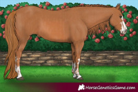 Horse Color:Chestnut  and Chestnut 