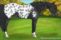 Horse Color:Black Appaloosa