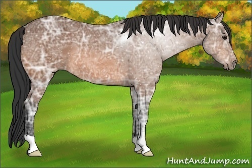 Horse Color:Bay Ice 
