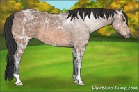 Horse Color:Bay Ice 