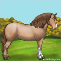 Horse Color:Bay Pearl
