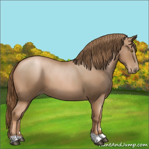 Horse Color:Liver Chestnut Pearl 