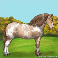 Horse Color:White Spotted Bay Pearl 