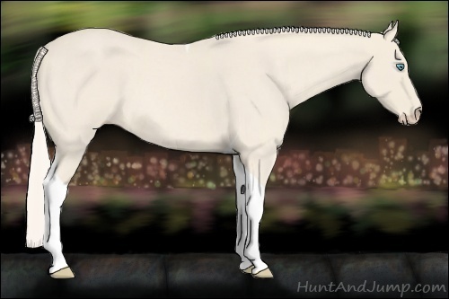 Horse Color:Cremello Roan Tobiano
