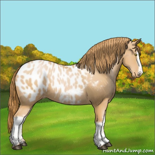 Horse Color:White Spotted Chestnut Pearl Near Leopard 