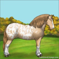 Horse Color:White Spotted Chestnut Pearl Near Leopard 