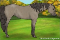 Horse Color:Smoky Grullo Roan 