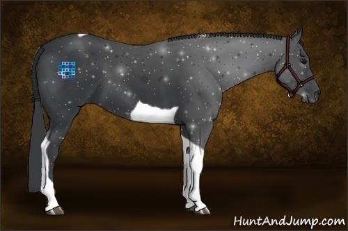 Horse Color:Black Tobiano 