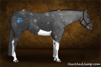 Horse Color:Black Tobiano 