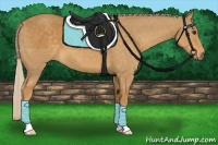 Horse Color:Palomino 