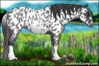 Horse Color:White Spotted Blue Roan Splash Frame Near Leopard
