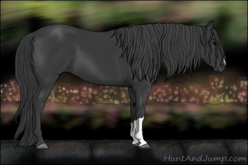 Horse Color:Black 