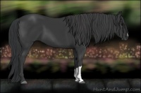 Horse Color:Black 