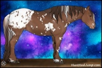 Horse Color:White Spotted Liver Chestnut Appaloosa 