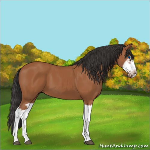 Horse Color:Bay Splash Frame 