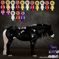 Horse Color:Bay Pearl Sabino 