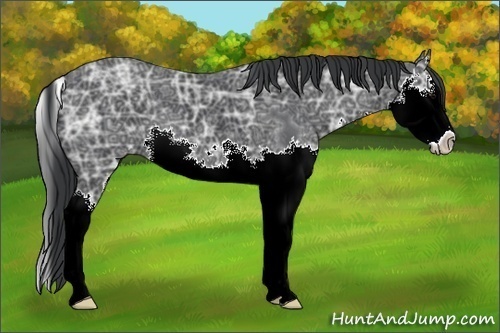 Horse Color:Black Ice Sabino Splash 