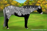 Horse Color:Black Ice Sabino Splash