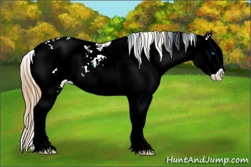 Horse Color:Chestnut Pearl Sabino Splash 