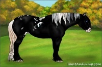 Horse Color:Chestnut Pearl Sabino Splash