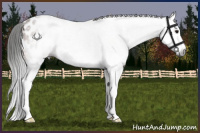 Horse Color:Gray Bay Splash Appaloosa 