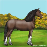 Horse Color:Bay Splash Frame 