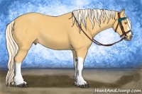 Horse Color:Palomino 