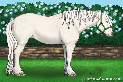 Horse Color:Cremello Dun 