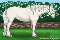 Horse Color:Cremello Dun 