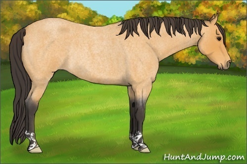 Horse Color:Buckskin Roan Rabicano