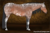 Horse Color:Bay Ice 