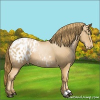Horse Color:Chestnut Pearl Appaloosa