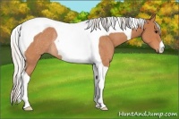 Horse Color:Silver Bay Roan Tobiano Rabicano 