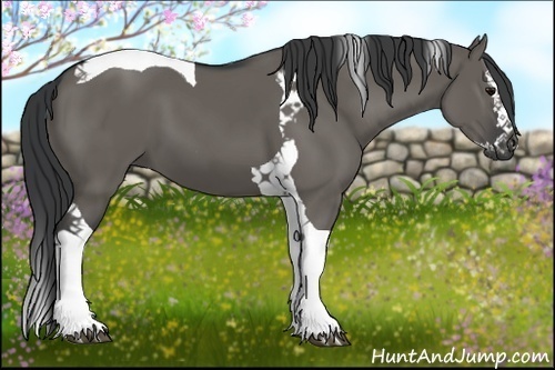 Horse Color:Grullo Splash Tobiano 