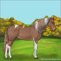 Horse Color:Red Roan Tobiano 