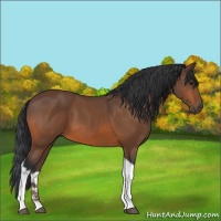 Horse Color:Bay Tobiano 
