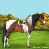 Horse Color:Bay Tobiano 