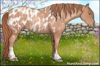 Horse Color:Gold Champagne Appaloosa  and Gold Champagne Appaloosa 