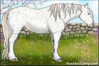 Horse Color:Smoky Creme Appaloosa 
