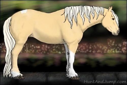 Horse Color:Palomino Tobiano 
